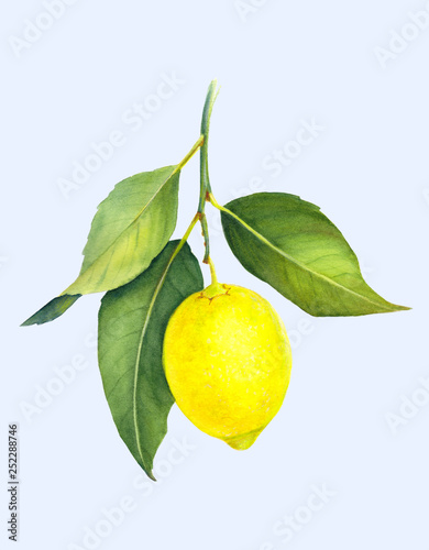 Fresh juicy lemon isolated on light blue background. Branch of yellow citrus fruit with green leaves. Hand drawn watercolor painting. Botanical realistic art.