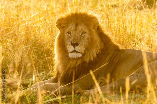 Photography A lone lion relaxing in the high grasses in early morning light inside Masai Mar