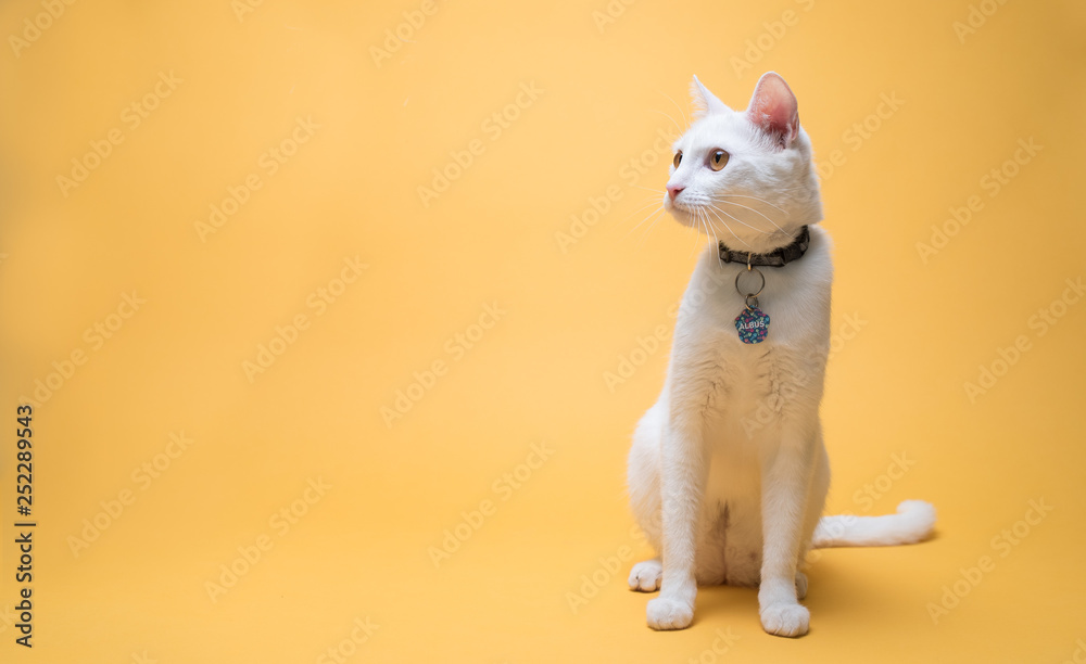 gato gato