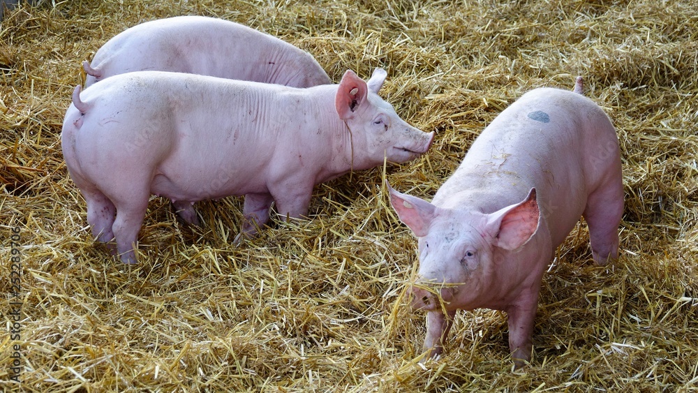 Schweine im Stroh, Bauernhof, Landwirtschaft Schweine im Stroh, Bauernhof, Landwirtschaft