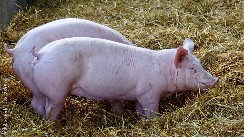 Schweine im Stroh, Bauernhof, Landwirtschaft Schweine im Stroh, Bauernhof, Landwirtschaft