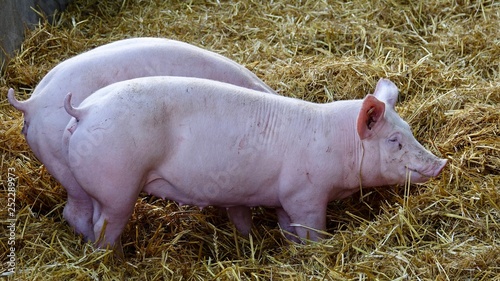 Schweine im Stroh  Bauernhof  Landwirtschaft