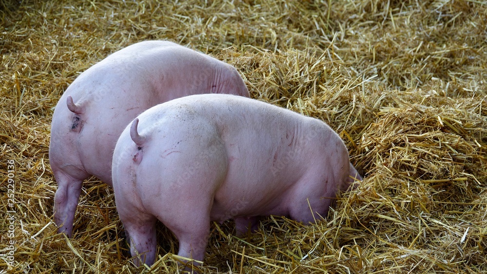Schweine im Stroh, Bauernhof, Landwirtschaft Schweine im Stroh, Bauernhof, Landwirtschaft