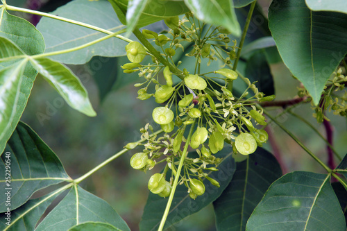 Leaves and fruits of Ptelea trifoliata