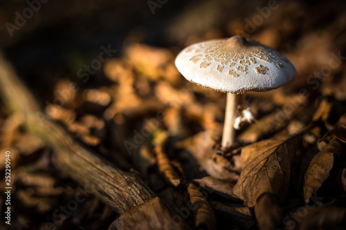 Mushroom in the last light