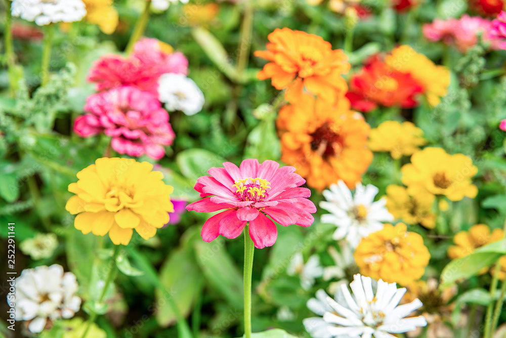 Spring blooming flowers Spring blooming flowers