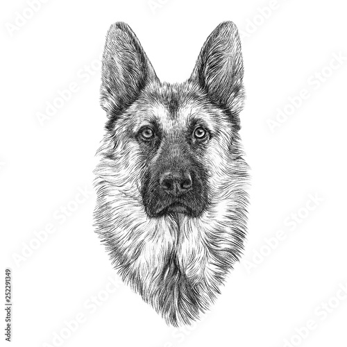 Portrait of German Shepherd Dog.