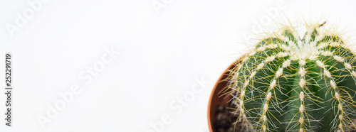 Cactus on white background. Green home plants in flower pot. Horizontal photo.