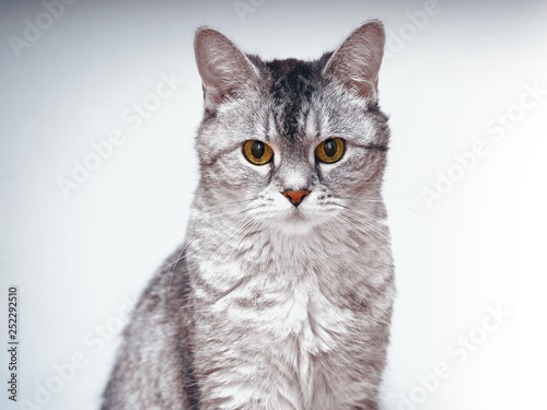 Gray Cat looks into eyes and sits on a light background.