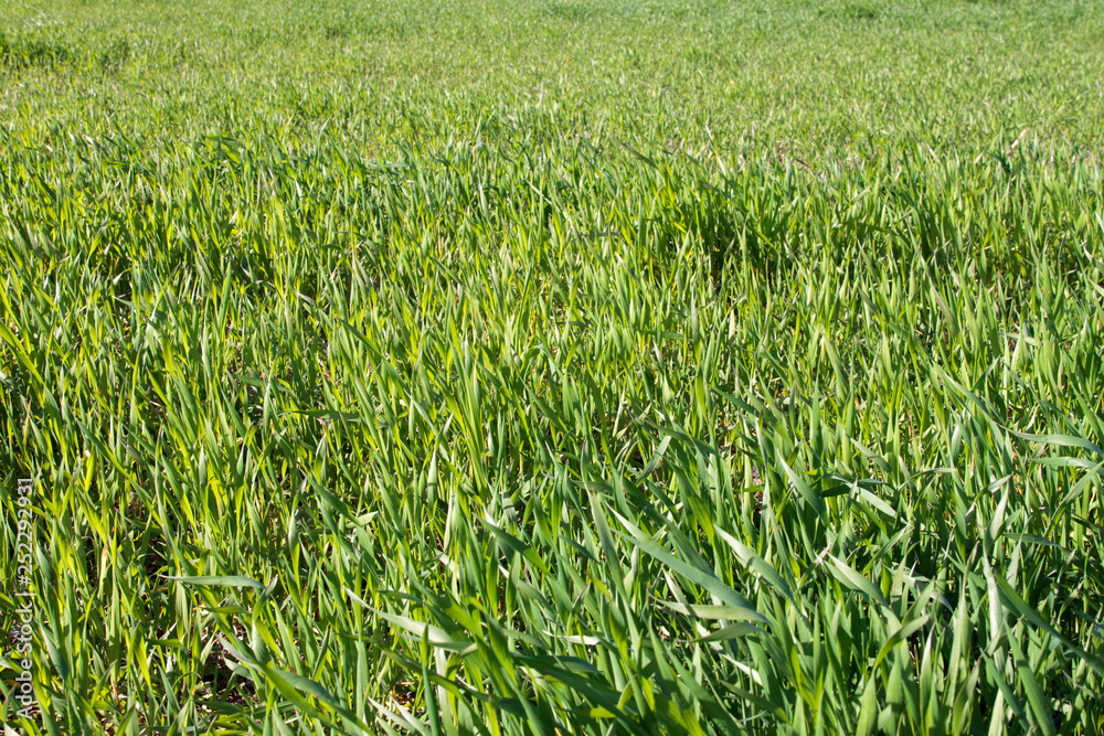 Εκτύπωση καμβά Field of uncut grass