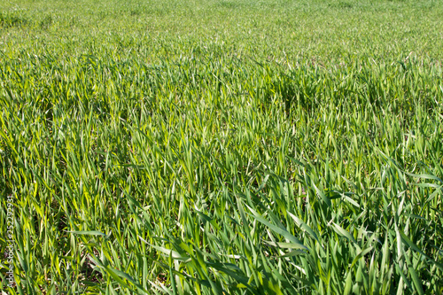 Tableau sur toile Field of uncut grass