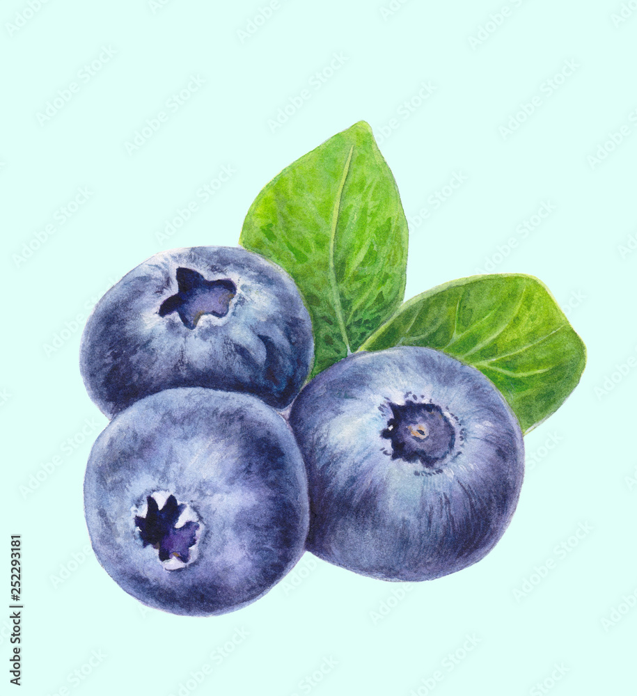 Blueberries with leaves isolated on light background. Hand drawn