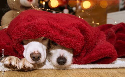 TWO CUTE DOG OVER THE CHRISTMAS TREE COVERED WITH A RED BLANKET.