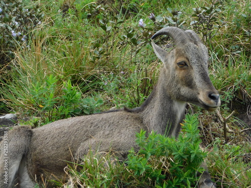 The Nilgiri tahr photo