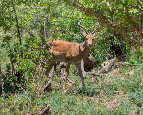 Impala, South Africa © kamira