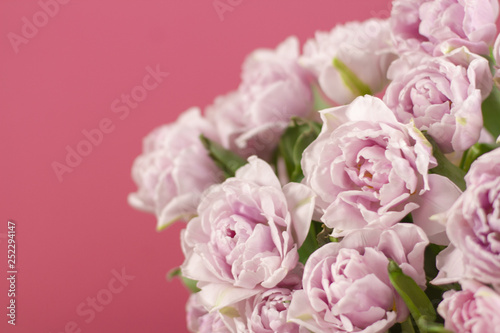 Close up beautiful big bouquet of double violet tulip flowers on dark pink background. Selective focus © Bo.graphic