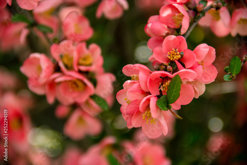 Japanese quince flowers. The branch of flowering quince