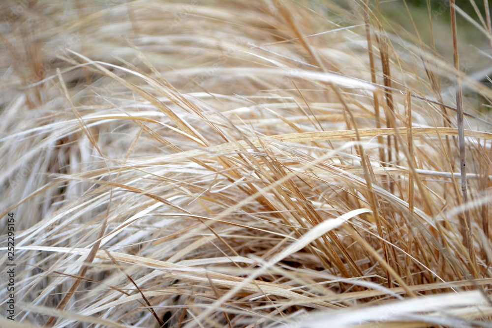 Dry grass or straw Light natural background Beige tone Dry grass or straw Light natural background Beige tone