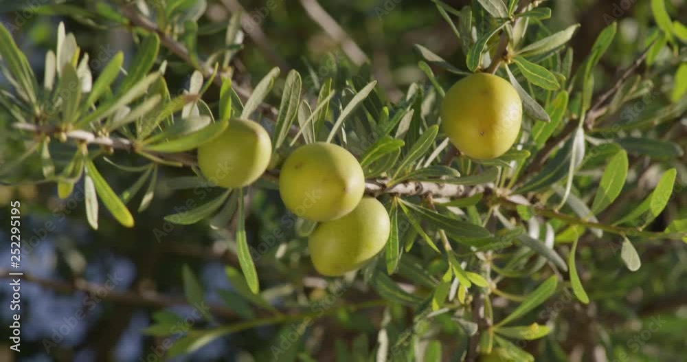 Argan fruit hanging down a tree on a hot day Argan fruit hanging down a tree on a hot day