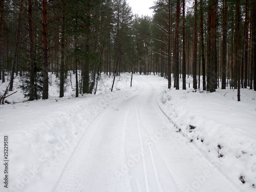 Winter forest road © Leoco