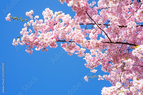 Pink blossom sakura flowers