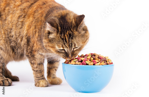 Domestic cat and bowl on white background. Calico cat. Copy space.