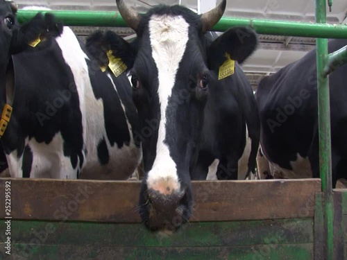 Close-up of cow in the barn of dairy farm. ows feeding. photo