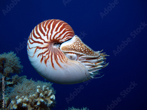 Incredible underwater world - Nautilus pompilius. Diving, underwater photography in Palau.