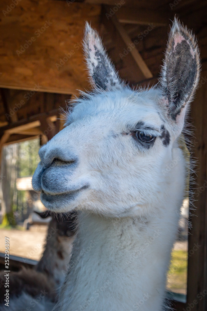 Obraz premium A Llama