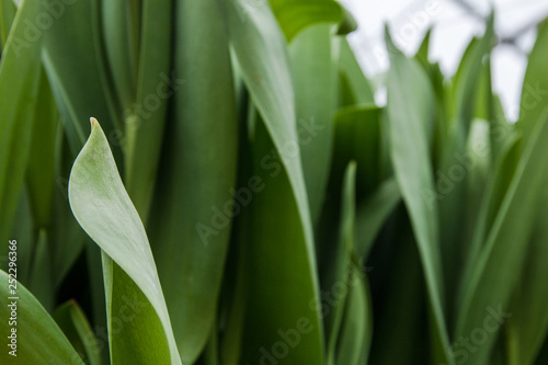 Fototapeta Naklejka Na Ścianę i Meble -  Beautiful green leaves of tulips, spring flowers grown in a greenhouse.Spring flowers and floriculture