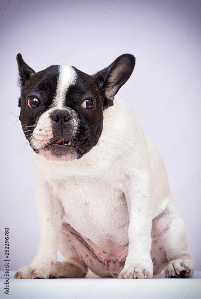 dog breed french bulldog looking