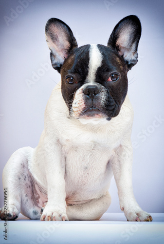 dog breed french bulldog looking © Happy monkey