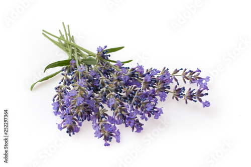 Lavender flowers bundle isolated on white background