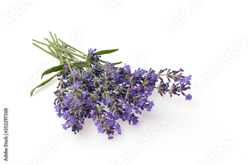 Bunch of lavender flowers isolated over white background.