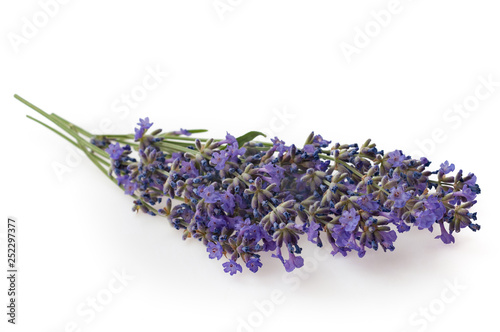 Lavender flowers isolated on white background