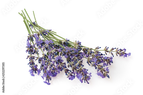 Fresh cut fragrant lavender plant flowers bunch isolated on white