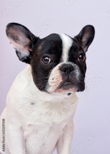 portrait dog breed french bulldog looking © Happy monkey