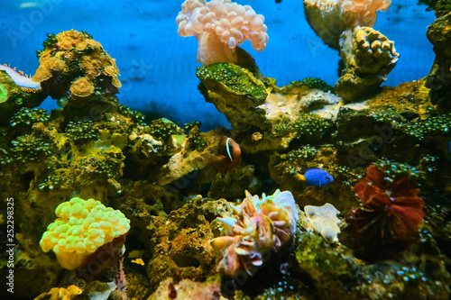 Obraz na płótnie Popular marine aquarium fish. 