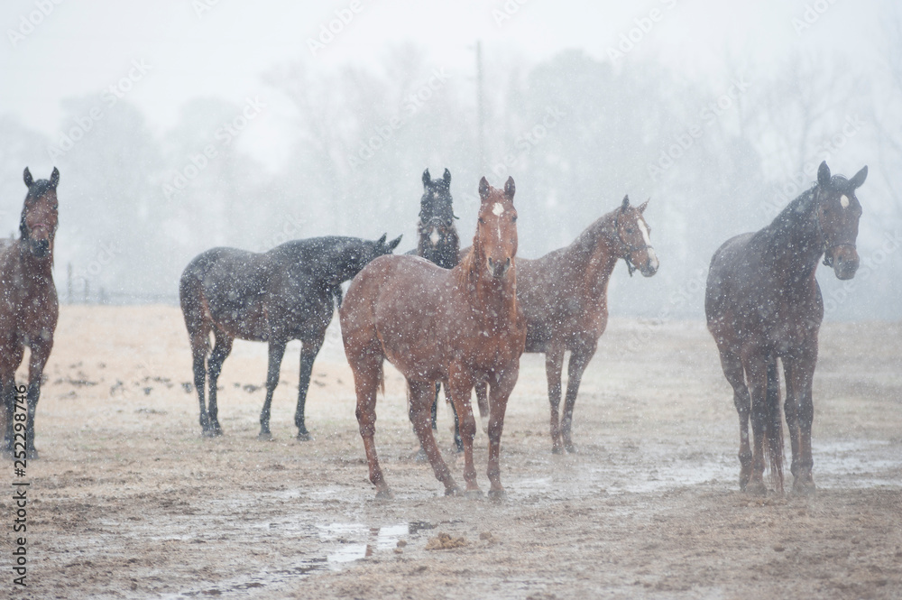 Group of horses standing in wet snowfall