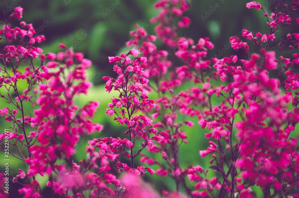 pink flowers in the garden