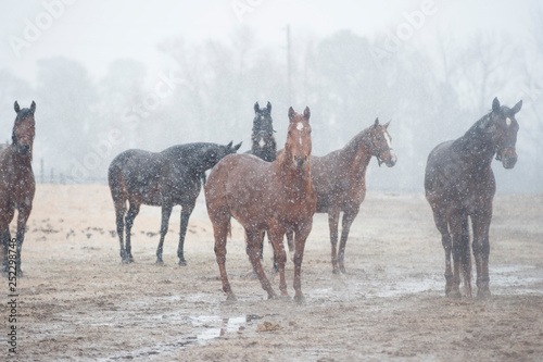 Group of horses standing in wet snowfall