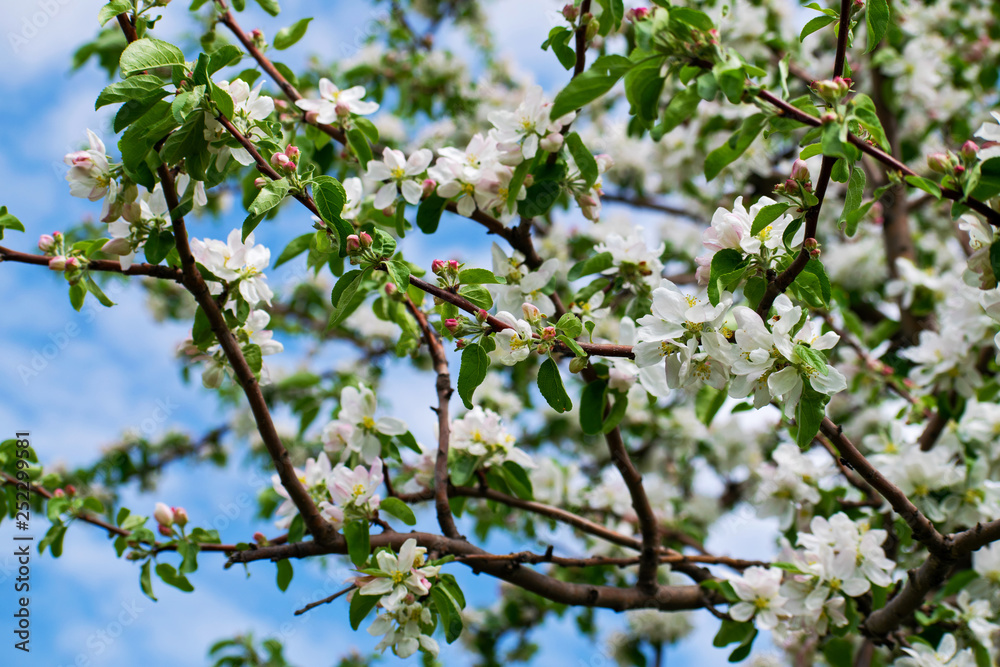 Apple tree in bloom. Apple orchard,blooming cherry trees, fruit tree, white color. Apple tree in bloom. Apple orchard,blooming cherry trees, fruit tree, white color.