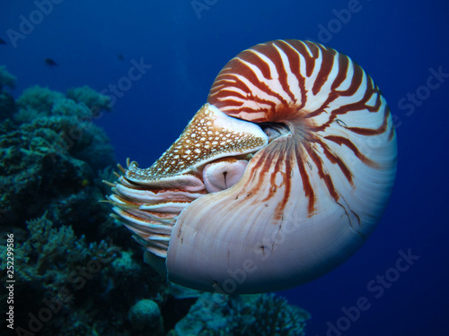 Photography Incredible underwater world - Nautilus pompilius