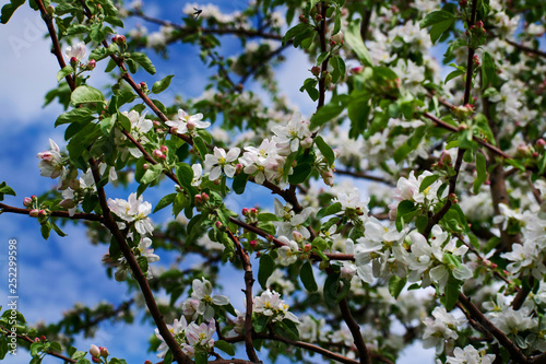 Apple tree in bloom. Apple orchard,blooming cherry trees, fruit tree, white color.