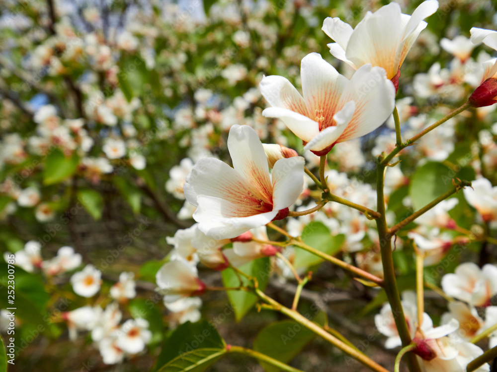 White rhododendron blossoms with a beautiful blur