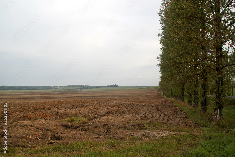 Arable land and forest belt