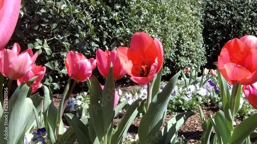 Close-up of red tulips in flower garden.