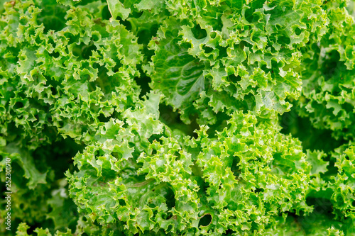 Background  texture of green fresh lettuce. Foods rich in vitamins_