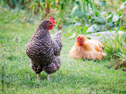 Chickens in a farm garden. Growing of poultry_