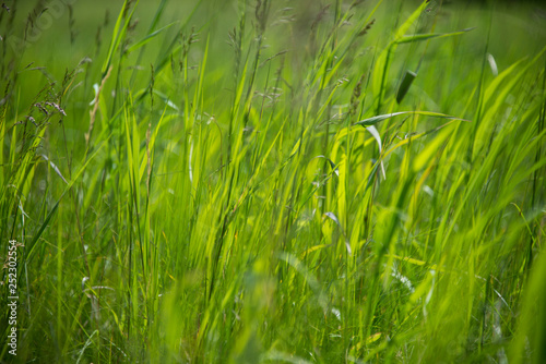 Wild grass in a windy field